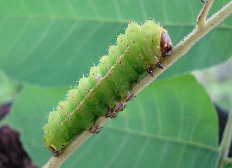 Actias luna larva